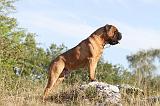 BULLMASTIFF 001